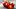 Tomaten