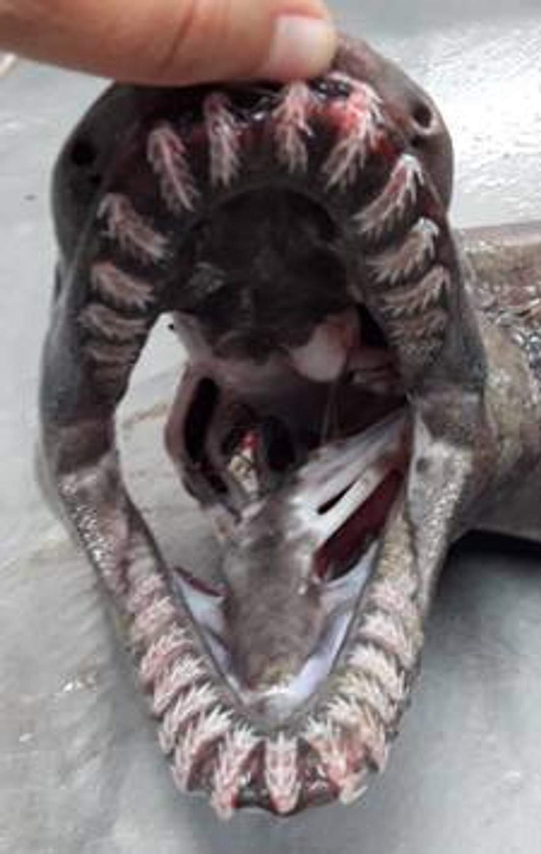 Das Maul des Kragenhaies