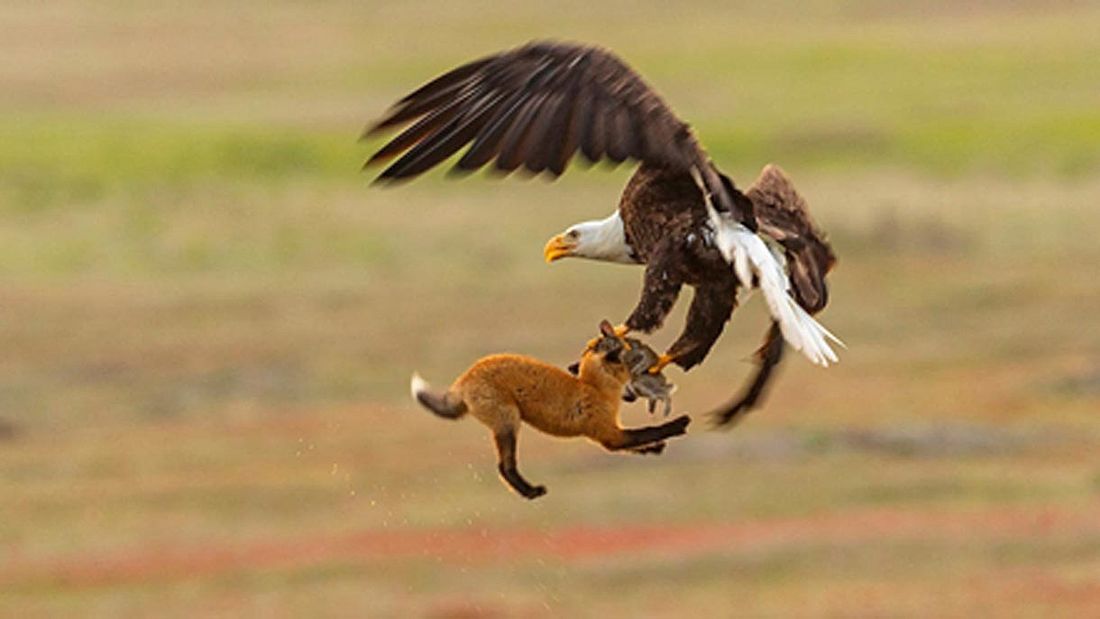 Wahnsinnsaufnahme Adler Schnappt Fuchs Der Einen Hasen