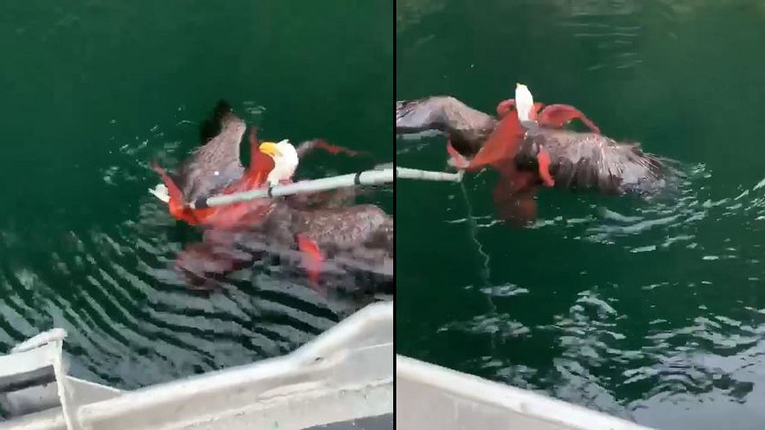 Adler und Oktopus im Kampf Adler und Oktopus im Kampf