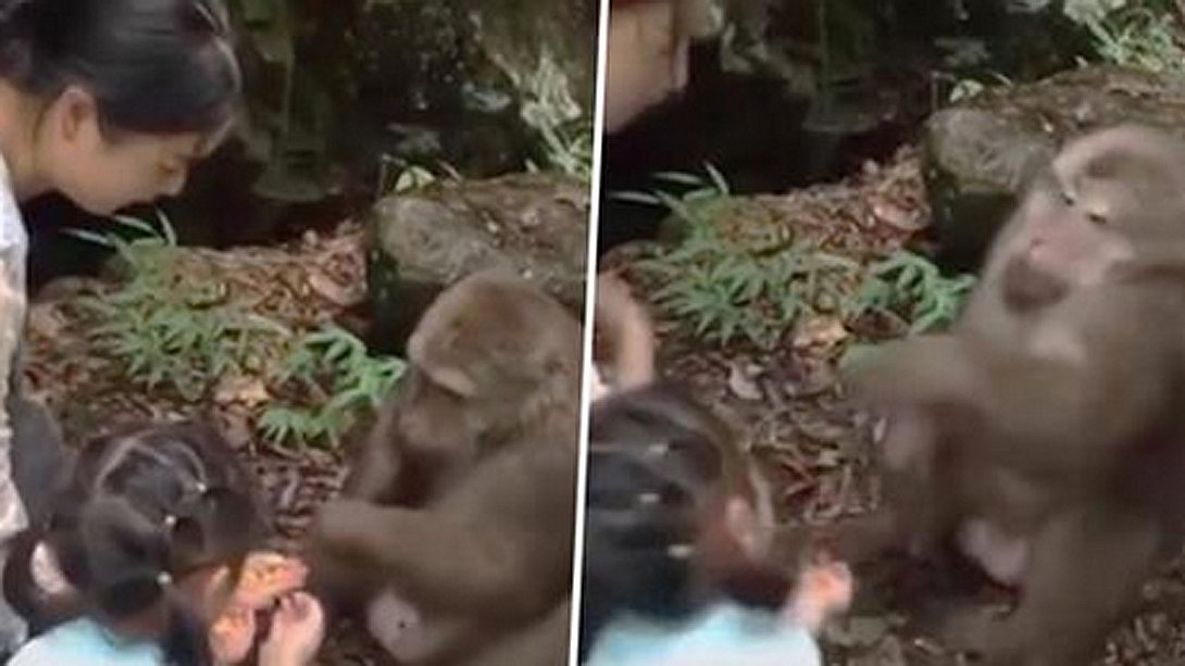 Affe aus chinesischem Zoo schlägt kleines Mädchen - Foto: Facebook / Unilad