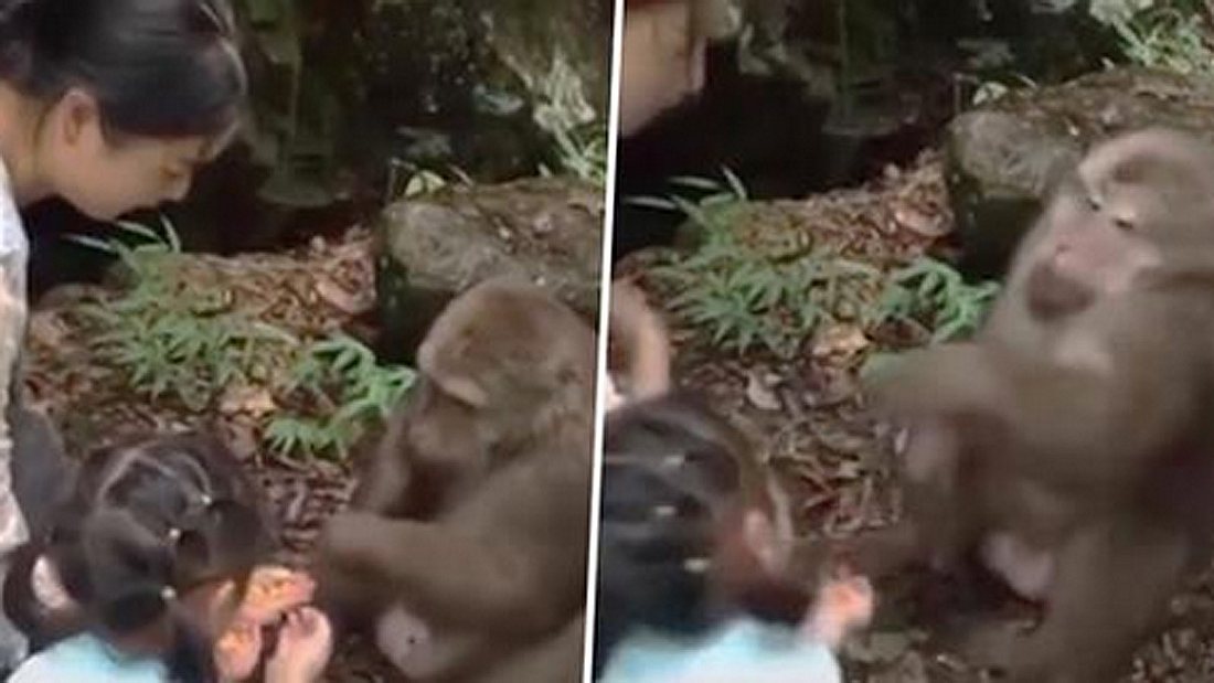 Affe aus chinesischem Zoo schlägt kleines Mädchen Affe aus chinesischem Zoo schlägt kleines Mädchen