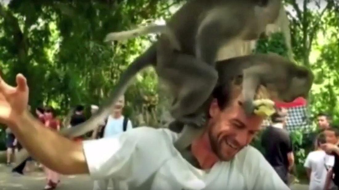 Zwei Affen haben Sex auf dem Kopf eines Touristen