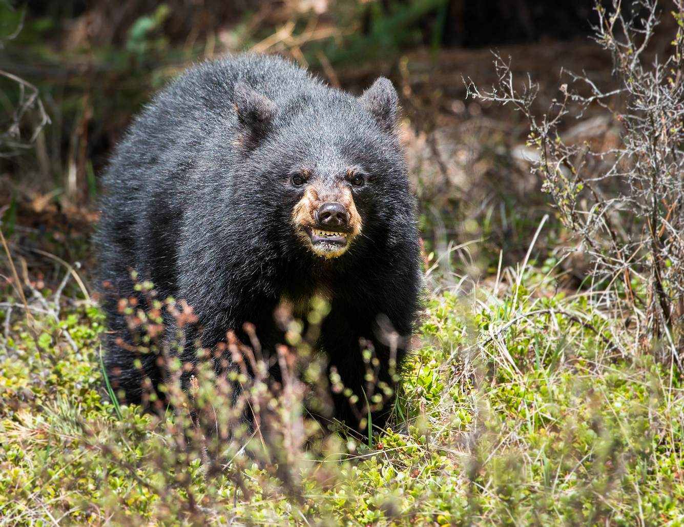 Aggressiver Schwarzbär Aggressiver Schwarzbär