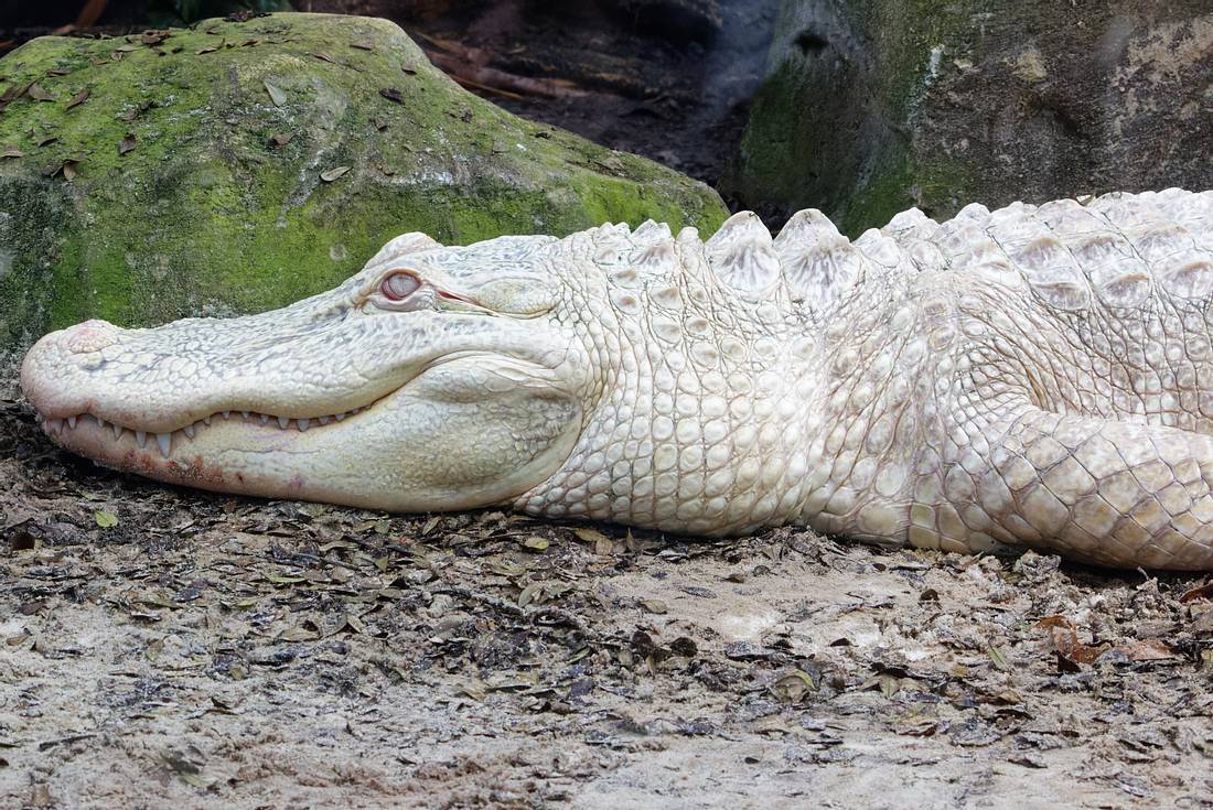 Albino-Krokodil