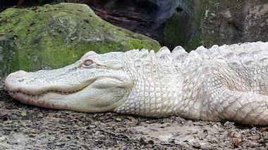 Albino-Krokodil - Foto: iStock / gemadrun
