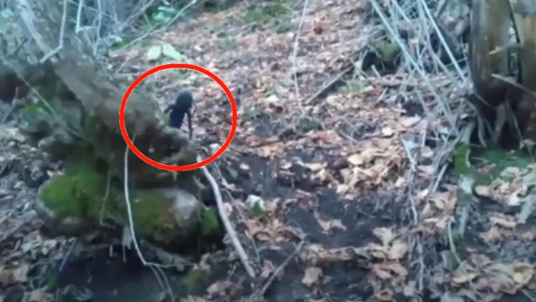 Alien-Sichtung in russischem Wald? - Foto: YouTube / Seooosst