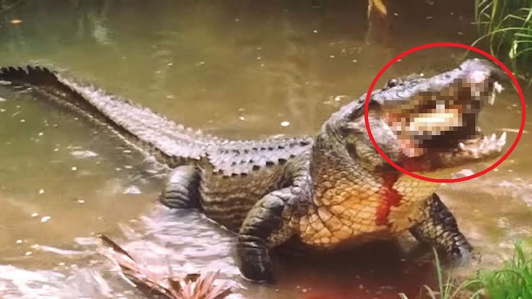 Ein Alligator knackt den Panzer einer Schildkröte - Foto: YouTube / MaxAnimal