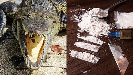 Alligator und Drogen - Foto: Istock / chuvipro / Jorge Villalba