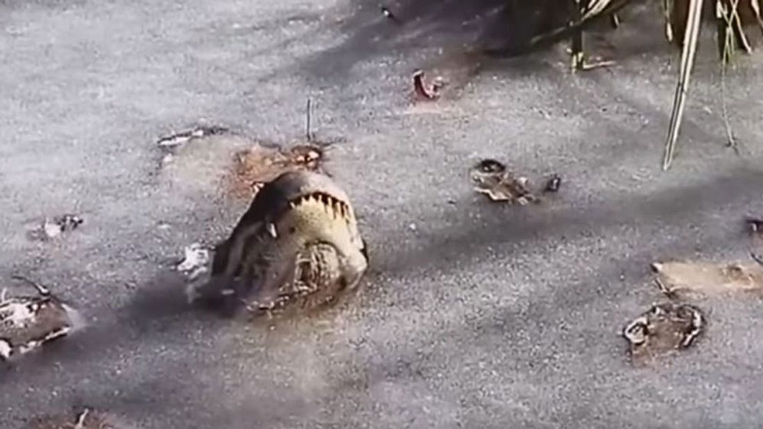 Wie Alligatoren im zugefrorenen See überleben