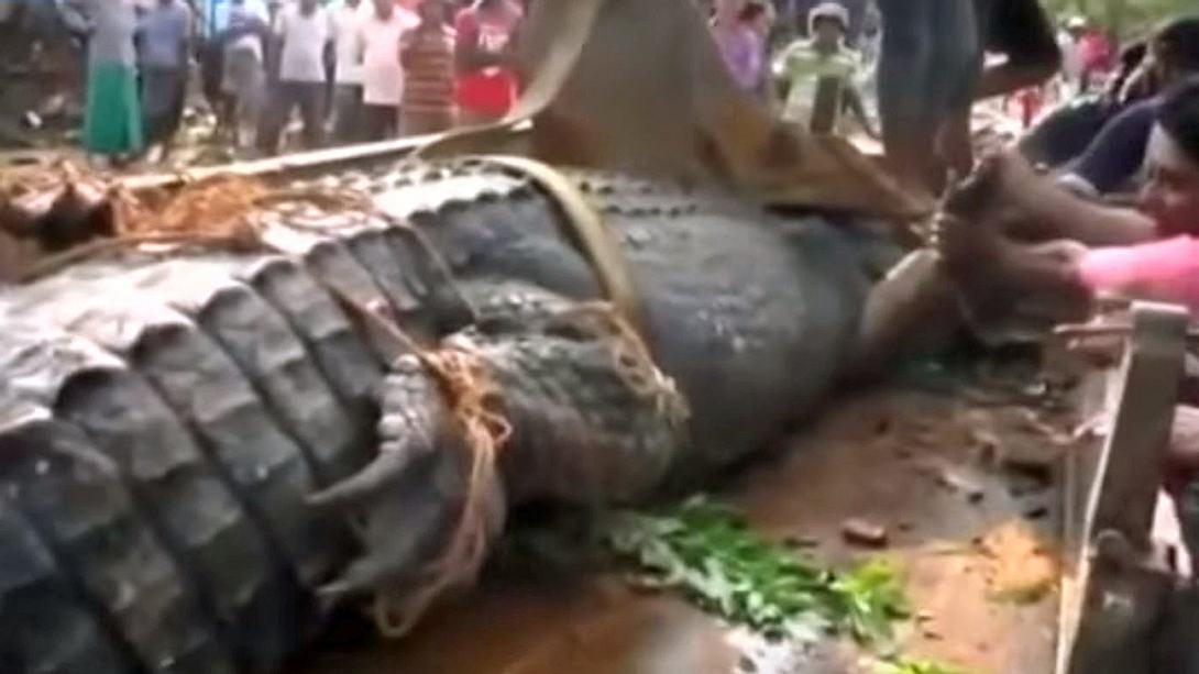 Männer haben auf Sri Lanka ein fünf Meter großes Krokodil entdeckt - Foto: YouTube/jojo