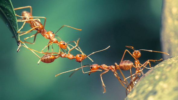 Hausmittel gegen Ameisen: So wirst du das Ungeziefer schnell und einfach los - Foto: iStock / lirtlon