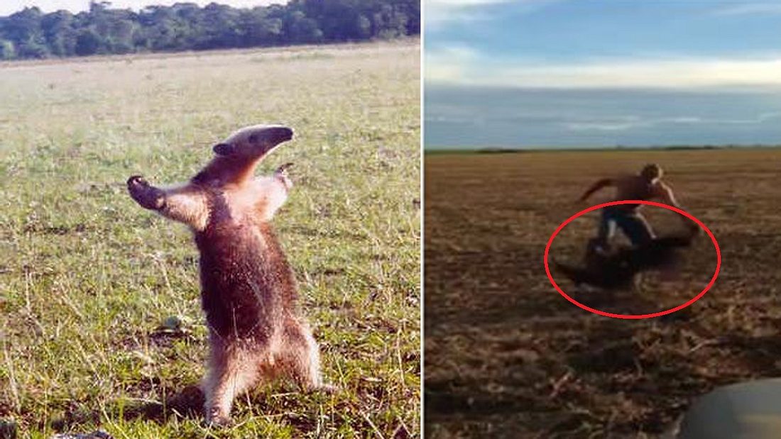 Ein Mann provoziert einen Ameisenbär und kassiert die brutale Quittung Ein Ameisenbär zerfleischt das Bein eines Mannes, der das Säugetier zuvor provoziert hatte