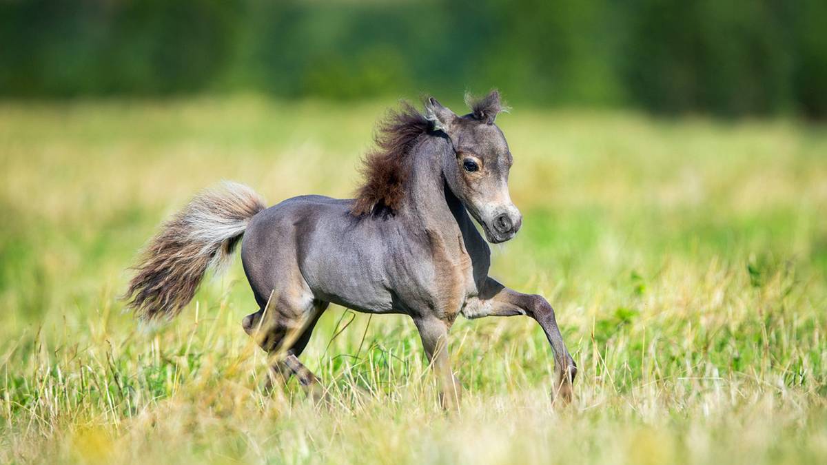 Aus Angst vor Hunden: Mann bekommt Blindenführpferd