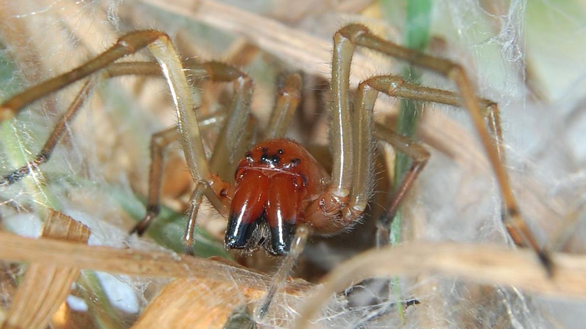 Ammen-Dornfinger: Giftige Spinne breitet sich in Deutschaland aus