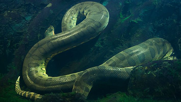 Anakonda unter Wasser - Foto: iStock / wrangel