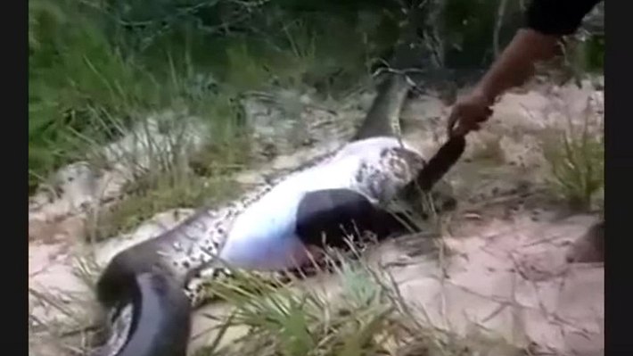 Video: Monster-Anakonda überfrisst sich an diesem Tier - stirbt - Foto: Screenshot YouTube/aNyNewsBee