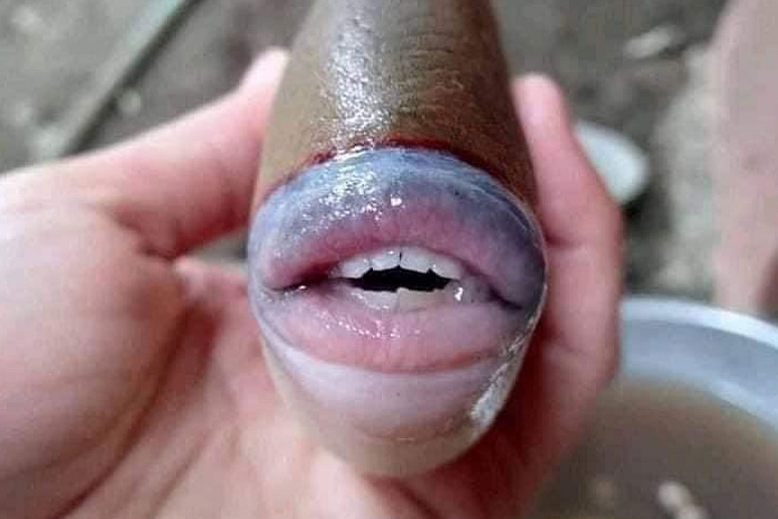 Angler fängt bizarren Fisch mit Menschen-Zähnen.
