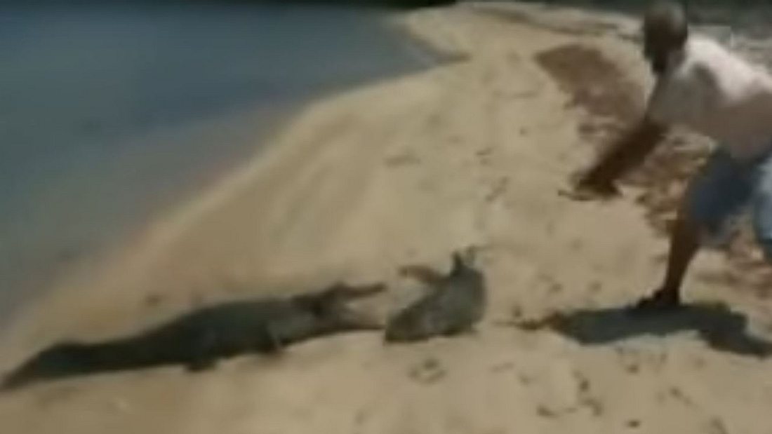 Angler fängt Hai, dann will hungriges Krokodil Beute schnappen Angler fängt Hai, dann will hungriges Krokodil Beute schnappen