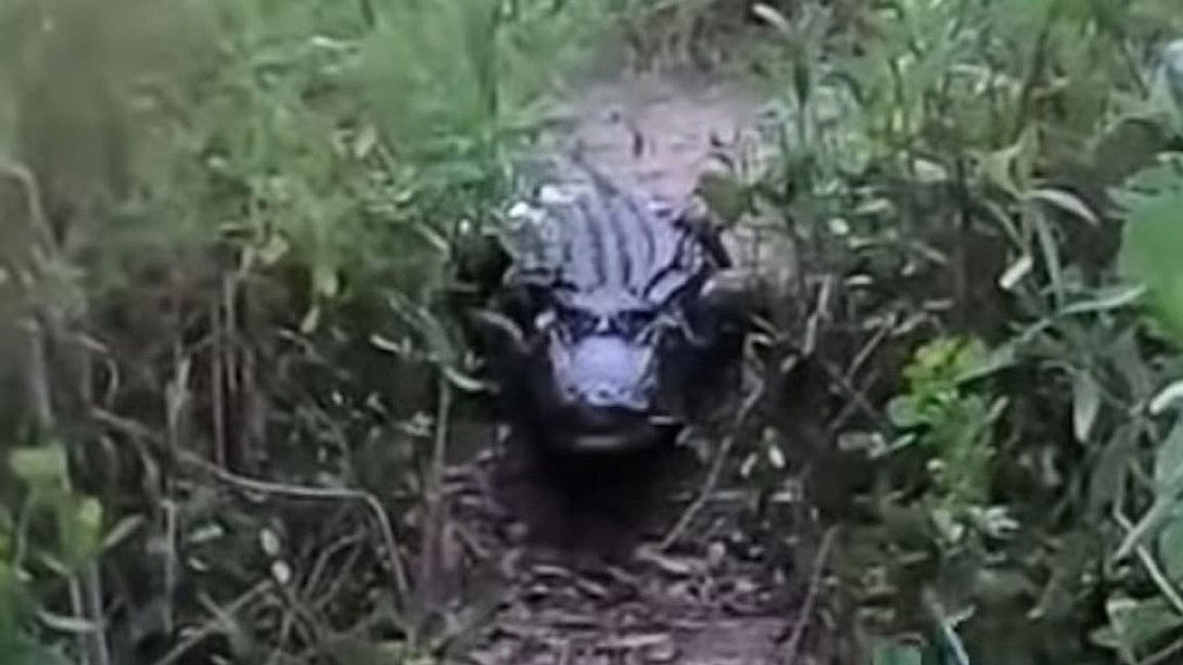 Alligator - Foto: YouTube/Chum Dumpster (Screenshot)
