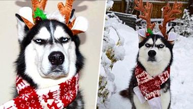 Angry Husky: Dieser Hund hat keine Lust auf Weihnachten - Foto: Unilad