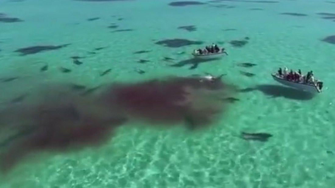 70 Tigerhaie fressen einen Wal in Shark Bay, Australien