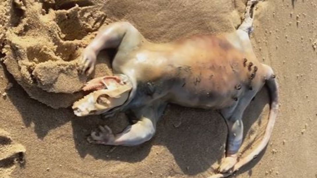 Alienartige mysteriöse Kreatur an Strand in Australien  - Foto: Instagram / tanalex