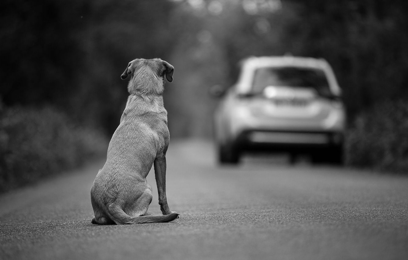 Hund schaut wegfahrendem Auto hinterher 