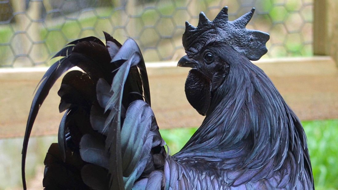 Ayam Cemani: pechschwarzes Huhn ist innen wie außen schwarz Ayam Cemani: pechschwarzes Huhn ist innen wie außen schwarz
