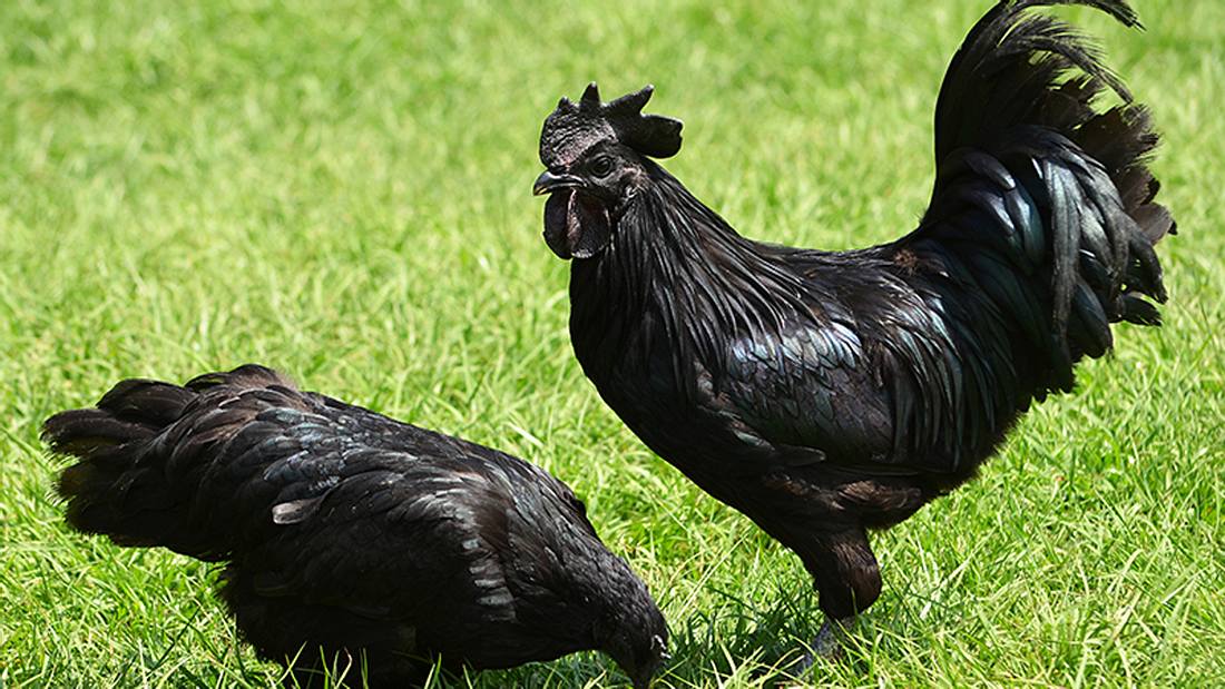 Ayam Cemani: Das schwärzeste Huhn der Welt | Männersache
