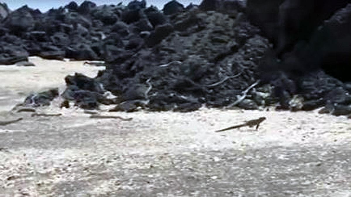Ein junger Leguan flüchtet vor einem Rudel Giftschlangen