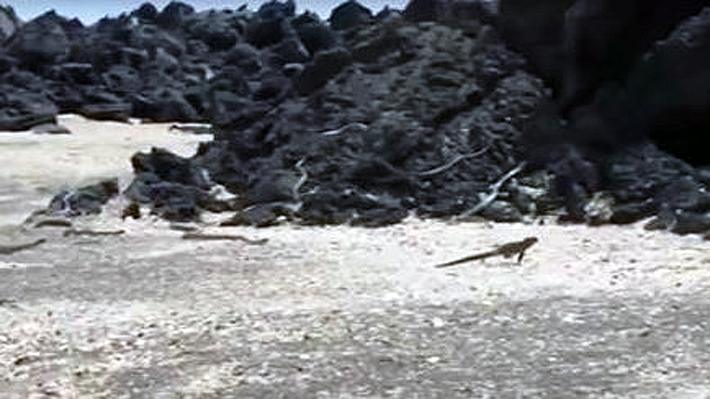 Ein junger Leguan flüchtet vor einem Rudel Giftschlangen - Foto: BBC
