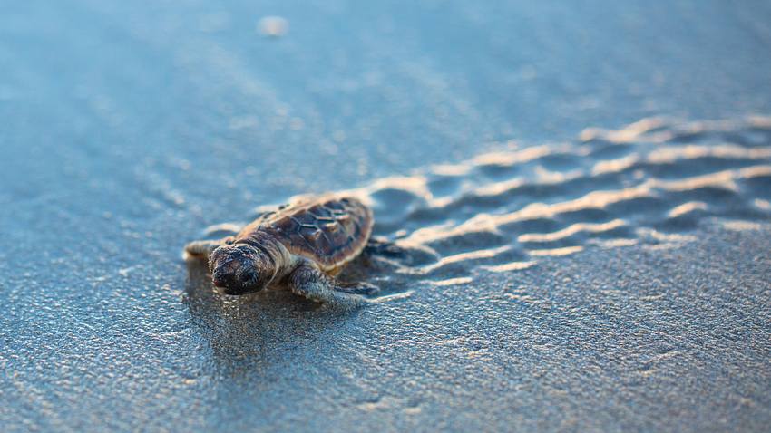 Baby-Meeresschildkröte - Foto: iStock / Daynjer-In-Focus