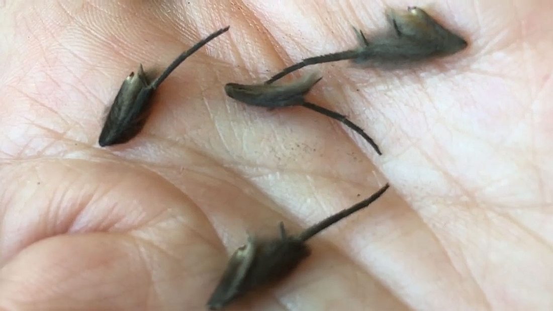 Baby Ratten-Kreaturen in Neuseeland. Baby Ratten-Kreaturen in Neuseeland.