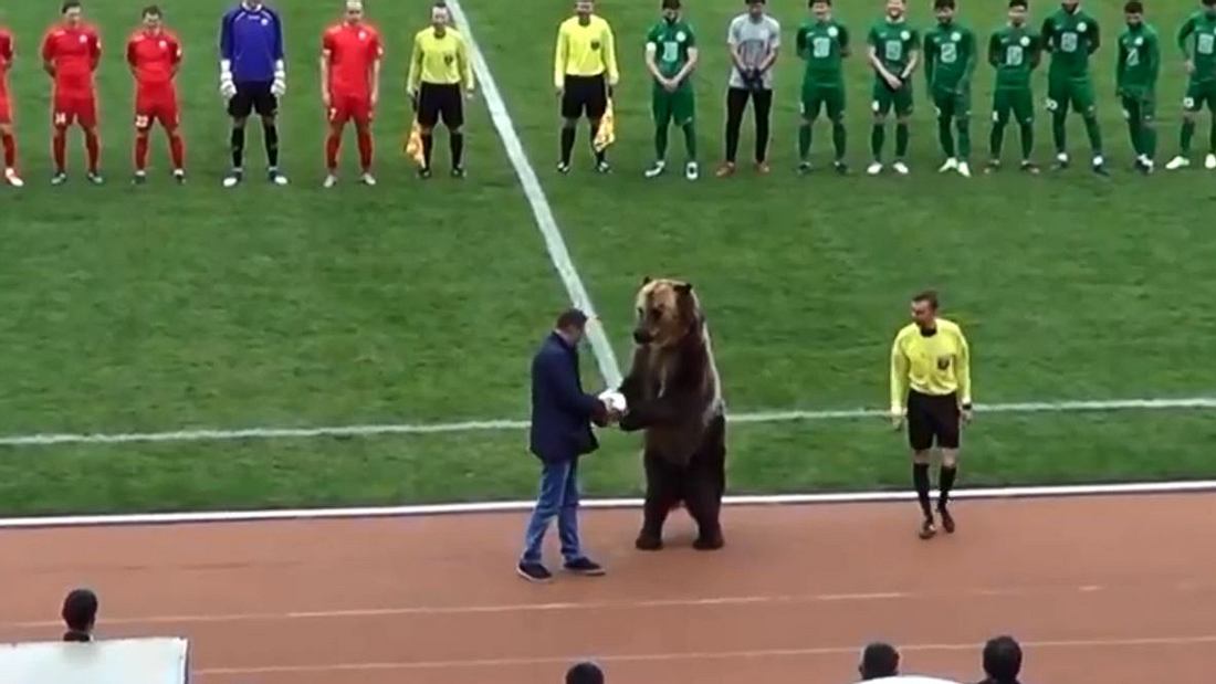 WM 2018: Russland will Bären als Balljungen einsetzen WM 2018: Russland will Bären als Balljungen einsetzen