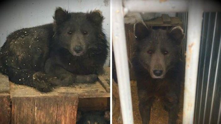 Das mysteriöse Hund-Bär-Hybrid aus Russland - Foto: Slavorum.org‏/Twitter