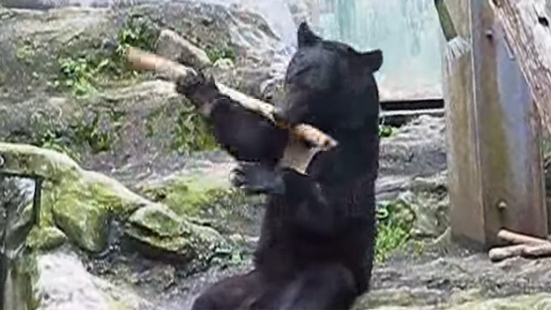 Heftiger Bär: Dieser Zooinsasse kann Kung-Fu - Foto: YouTube / Kanal Alex