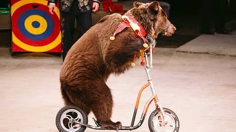 Zirkus-Bär - Foto: iStock / davit85