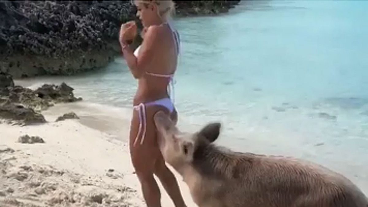 Instagram-Model von Bahamas-Schwein gebissen