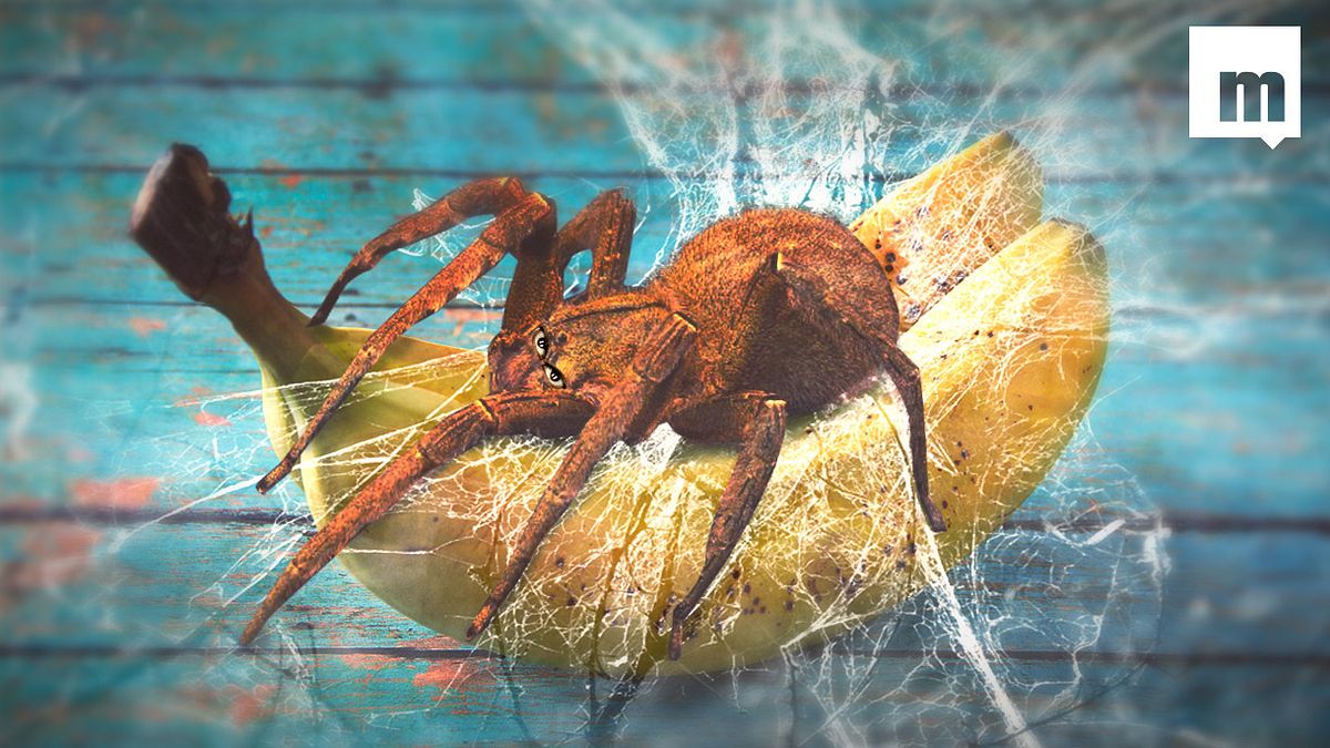 Paar findet tödliche Monster-Spinne in Supermarkt-Bananen