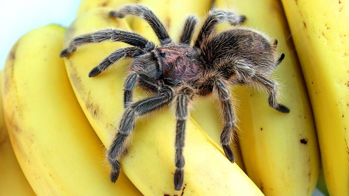 Spinne auf Bananen - Foto: iStock / mtreasure