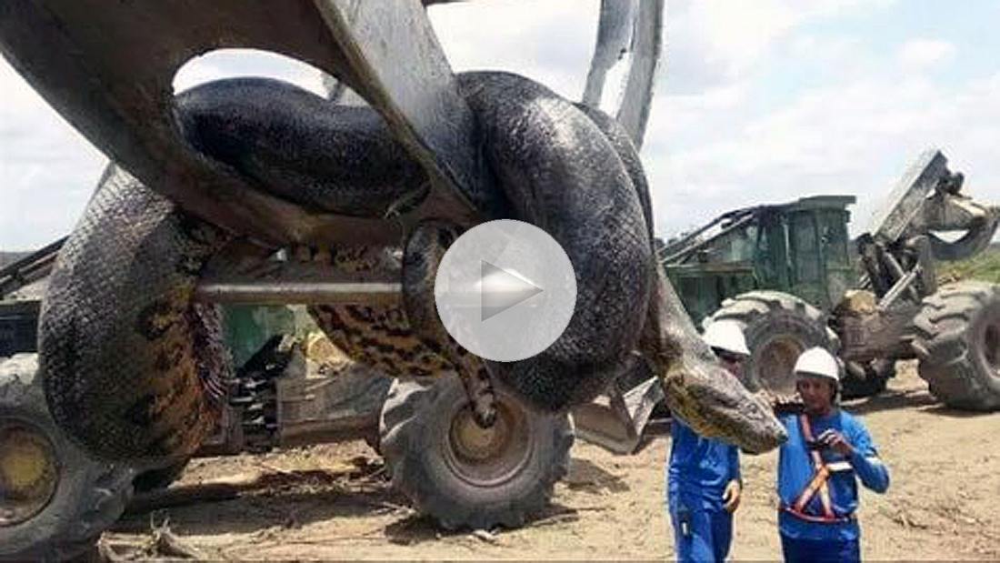 In Brasilien haben Baurabeiter eine 400-Kilo-schwere Anakonda entdeckt