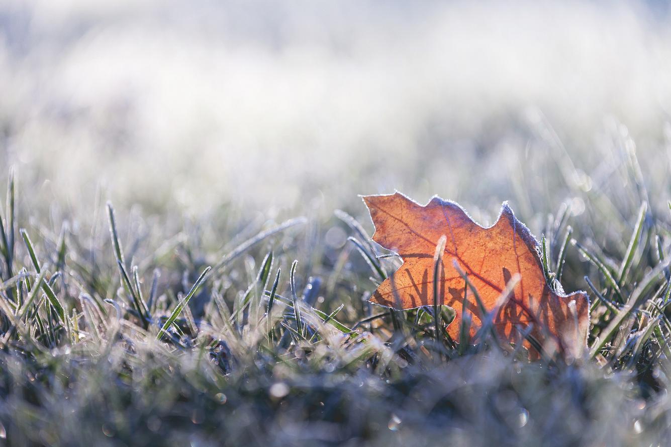 Bauern-Regel: Wie man anhand von Laub den Verlauf des Winters vorhersagen kann Blatt auf frostigem Boden
