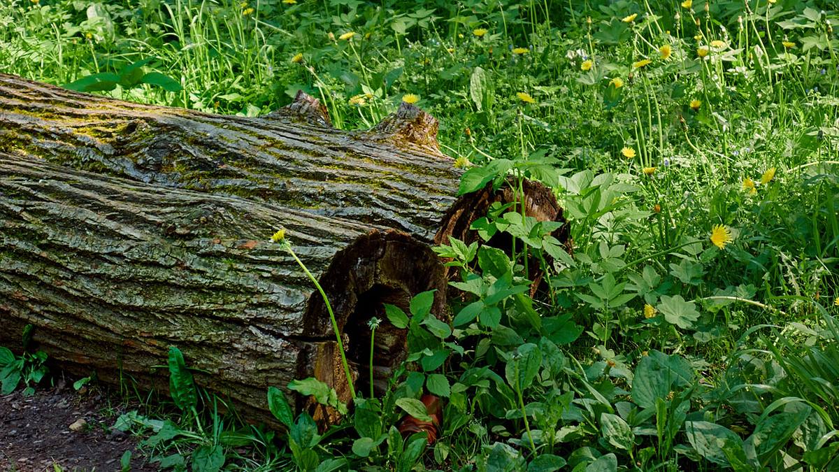 Modernde Baumstämme am Waldrand