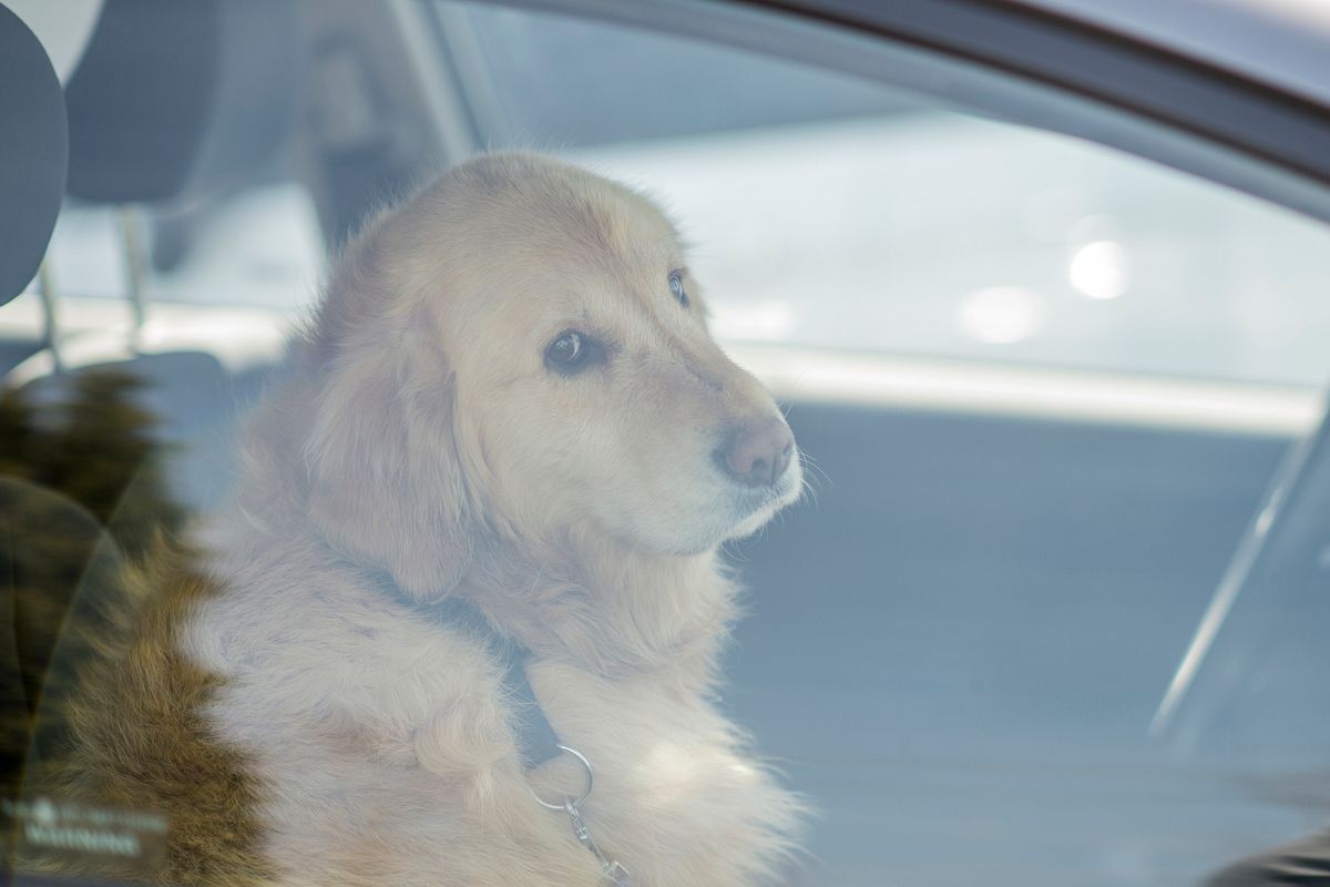 Hund im Auto