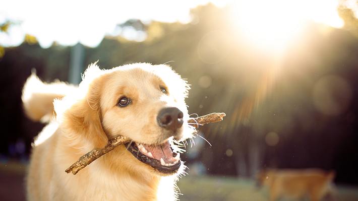 Hund - Foto: iStock/Capuski