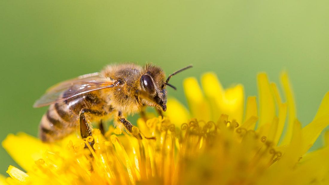 Bienen sind erstaunliche Tiere
