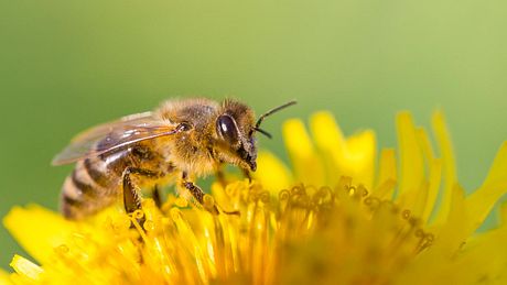 Bienen sind erstaunliche Tiere - Foto: iStock / proxyminder