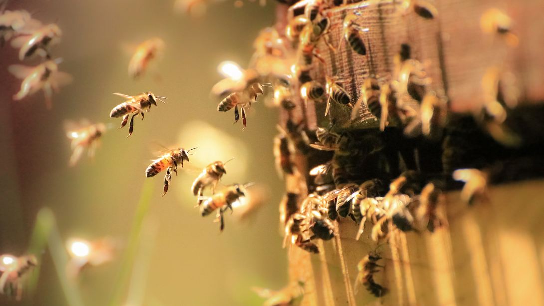 Bienenschwarm - Foto: iStock / William Jones-Warner
