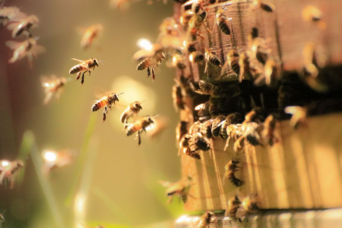 Bienenschwarm Bienenschwarm